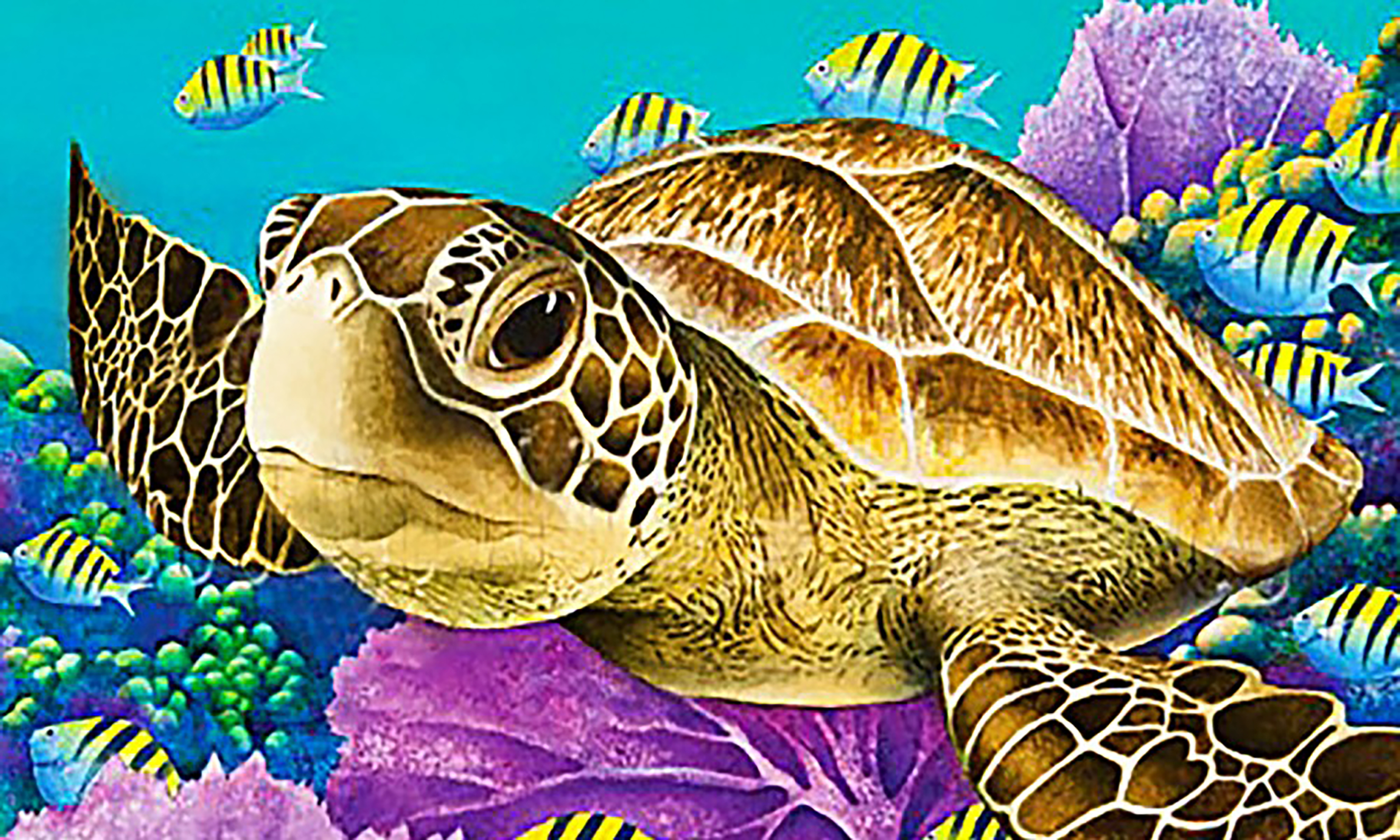 Q-N6.1 MR27661 Diamond Painting -Canvas 30x20cm - Painting 25x15cm Turtle